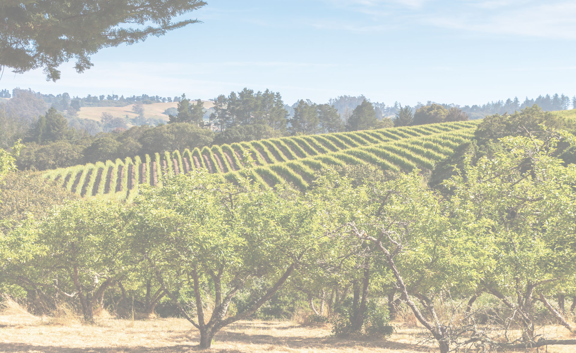 bb-vinyard-bg